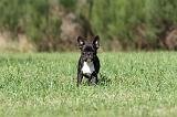 BOULEDOGUE FRANCAIS 569